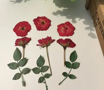 120pcs Apăsat Uscate de Trandafir Roșu+Amice+Frunze de Flori Pentru Nunta Petrecere Acasă Pandantiv Colier Artizanat DIY Buchet Accesorii