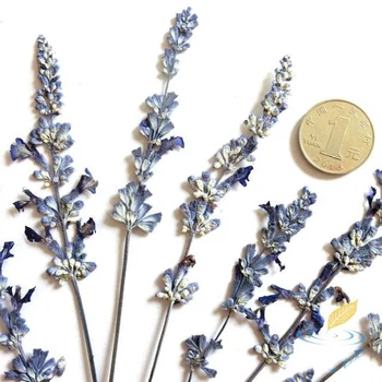 10 Buc Albastru Lavanda Uscate Adevărat Naturale, Flori Uscate Sac de Nunta DIY Cadouri de Ziua de nastere Cadou de Flori Pentru Acasă Decor Petrecere