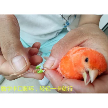 2018 porumbel, Pasăre clip inel 2.7 mm, 3mm, 4mm 4,5 mm 5 mm Plastic picior inele Colorate păsări, Salcam păsări porumbel Toate tipurile de pasăre