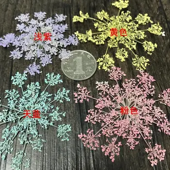 60pcs 5-8cm Apăsat Morcov Uscate de Flori de Plante Ierbar Pentru Bijuterii cu Rama Foto carte Poștală de Flori DIY de a Face Accesorii