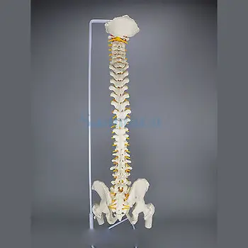 85CM Umane Anatomice Model de Coloana Vertebrală Flexibilă Coloanei Cu Oasele Piciorului Medicale de Predare
