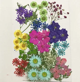 Asortate Uscate Presate Flori+Frunze de Frunze de Plante Ierbar Pentru Bijuterii cu Rama Foto Telefon Caz Ambarcațiunile de a Face DIY-DH015