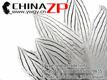 Aur Producător CHINAZP Fabrica 50pieces/lot 8~10 cm Lungime de Calitate Superioară Alb Natural de Argint Penaj Pene de Fazan