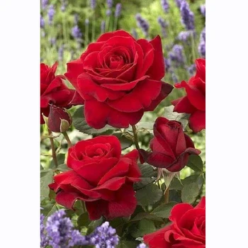 DIY 5D Completă Piața Diamant Broderie Red Rose Flori de Diamant Pictura Eco-cusatura Stras Mozaic Decor Cadouri de Anul Nou