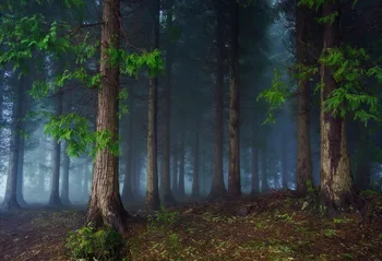 Kate Primăvară Pădure De Basm Fotografie De Fundal Pentru Fotografia De Copaci Fundaluri Foto Verde Microfibra Lavabila Fundal