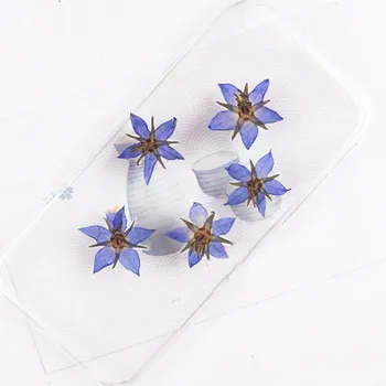 Original Albastru flori uscate de vânzare presat flori de limba-Mielului DIY Accesorii decor vinde cel mai bine 120pcs