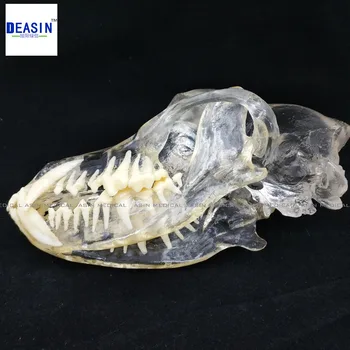 2017 Câine Dentitie Model De dinți de câine craniului osul maxilar soluție transparentă, de rindeluit predare Veterinar model Animal specimene