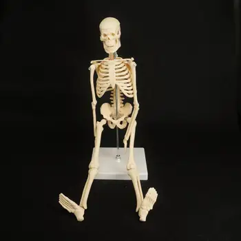 45CM Fizicul Mini Anatomic Schelet Uman Model de Suport Poster Medicale Aflați Ajutor de Anatomie