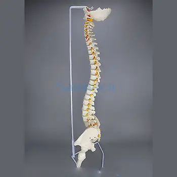 85CM Umane Anatomice Model de Coloana Vertebrală Flexibilă Coloanei Cu Oasele Piciorului Medicale de Predare