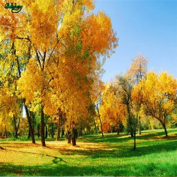 Beibehang Mare tapet personalizat 3D HD peisaj iarbă galbenă frunză de arțar de fundal de perete decor acasă