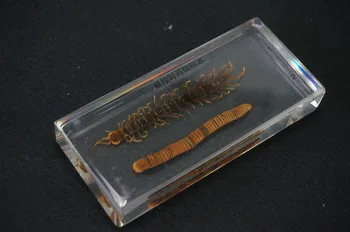 Centipede Și Miriapod Exemplare În Clar Lucite Bloc De Învățământ Echipamente