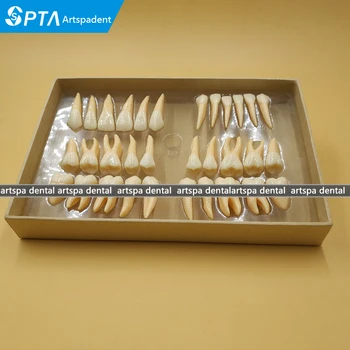 De înaltă Calitate de 2,5 ori 32 buc adult dinții permanenți model Dentare cadou de Comunicare Dinte Modele Odontologia