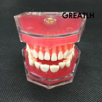 Dentare Model Standard cu Detașabil Dinți #4004 01 Dentare Studiu Preda Dinți Model