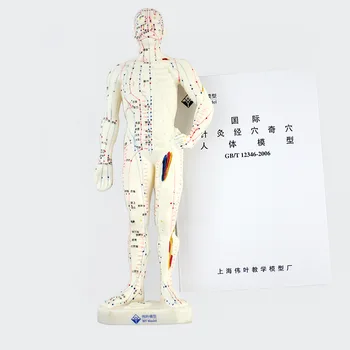 Medical Medicina Chineză Meridianele de Acupunctura si Moxibustion Modelul Punctul de Acupunctura Manechin Acupunctura Manechin Model 26cm