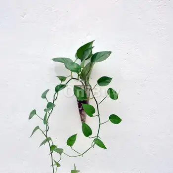 Noi de Vânzare la Cald de uz Casnic bonsai Clar Con Perete de Sticlă Agățat de Flori Moderne Vaza pentru cadou Planta decorativa Sticla Decor Acasă DIY
