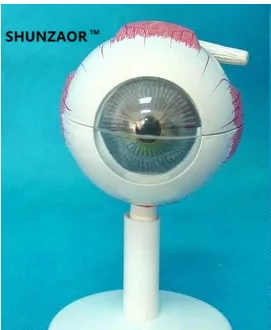 SHUNZAOR 11*11*12 cm 250g cu 6 piese de 3 ori Ochi de Anatomie Model ochi structura model de Predare Model Experimental