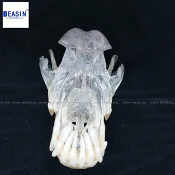 2017 Câine Dentitie Model De dinți de câine craniului osul maxilar soluție transparentă, de rindeluit predare Veterinar model Animal specimene