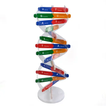 Genetică umană Modelul ADN-ul Dublu Helix Diy Biologice Experiment de Echipamente Medicale de popularizare a Științei Didactice