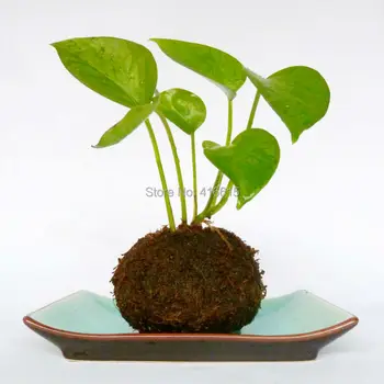 Kokedama Moss Bile Japoneze Mingea Mușchi Cu Mușchi Semințe de Personalitate Mici Ventila Ghiveci de Orhidee, Bonsai