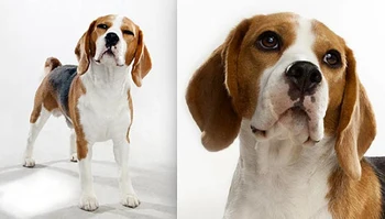 QIAMNI Nou Stil Unic 10buc Manual Câine Beagle Fata de Catelus Iubitorii de animale de Companie Animale Coliere & Pandantive Cadou pentru Femei și Fete