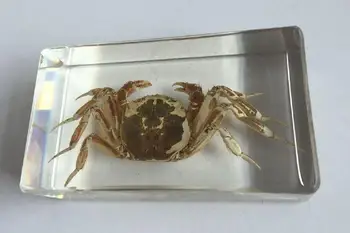 TRANSPORT GRATUIT Chineză Real Crab Insecte Lucite Clar Cuboid Vogue Meserii YQTSZ001