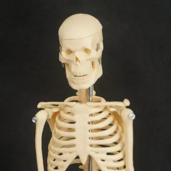 45CM Fizicul Mini Anatomic Schelet Uman Model de Suport Poster Medicale Aflați Ajutor de Anatomie