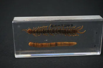 Centipede Și Miriapod Exemplare În Clar Lucite Bloc De Învățământ Echipamente