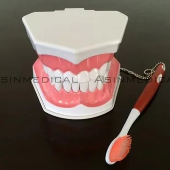 Colgate dentare model Orale dinți elev Model Model de studiu dintii Copiilor poate fi tras