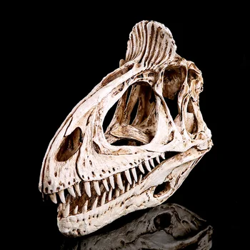 Craniu De Dinozaur De Rășină Schelet De Personalitate Mobilier Acasă Personalitate Decor Decor Acasă Medicale De Predare