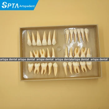 De înaltă Calitate de 2,5 ori 32 buc adult dinții permanenți model Dentare cadou de Comunicare Dinte Modele Odontologia