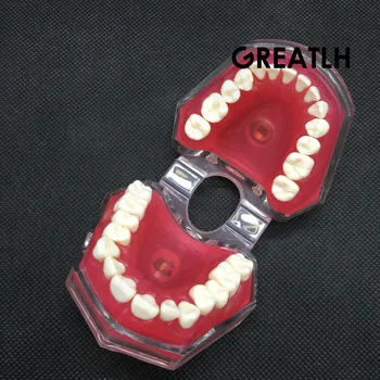 Dentare Model Standard cu Detașabil Dinți #4004 01 Dentare Studiu Preda Dinți Model