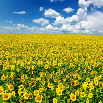 Laeacco Galben Floarea-Soarelui, Câmp Alb De Nori Cer Albastru Ferma De Fotografie, Fundaluri Pentru Studio Foto Vinil Personalizate Fundaluri Foto