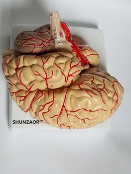 PVC mare anatomia creierului model modelul creierului arterele Medicale Anatomice Modelul Creierului, cu Arterele, 9 Piese,cu nummber