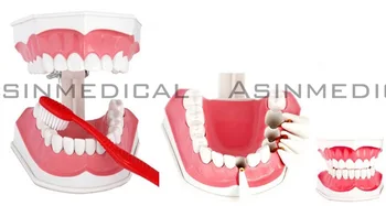 Colgate dentare model Orale dinți elev Model Model de studiu dintii Copiilor poate fi tras