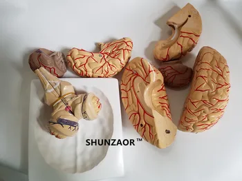 PVC mare anatomia creierului model modelul creierului arterele Medicale Anatomice Modelul Creierului, cu Arterele, 9 Piese,cu nummber