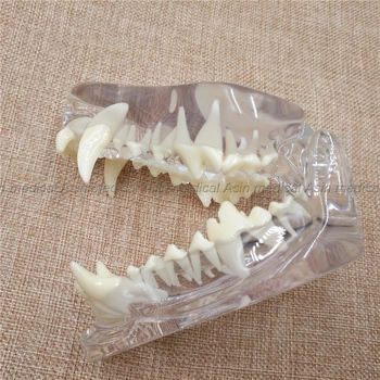 2017 Câine nou dinte maxilar sanitar-Veterinare de Predare Câine dinte transparent model profesionist